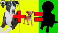 Unbelievably Cute Cross Breed Dogs You'd Want To Own 